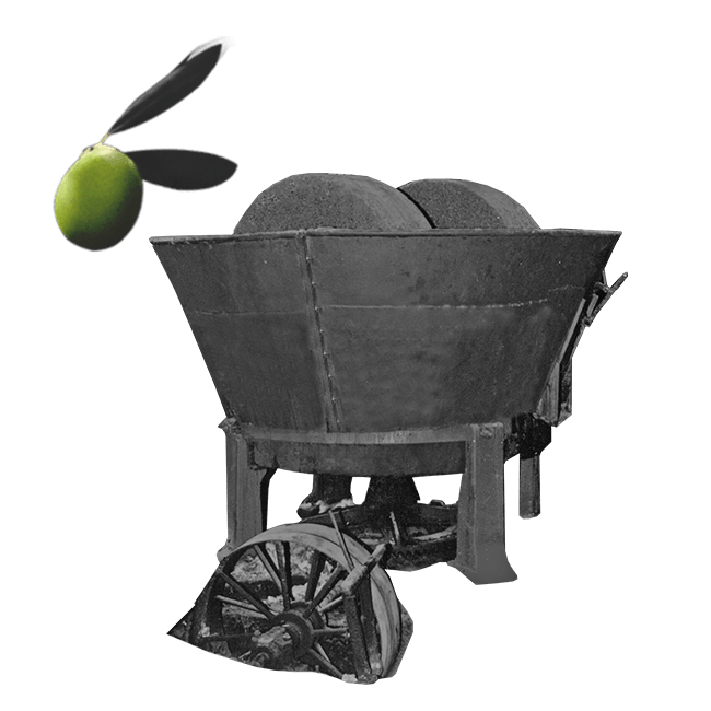 OliveOil