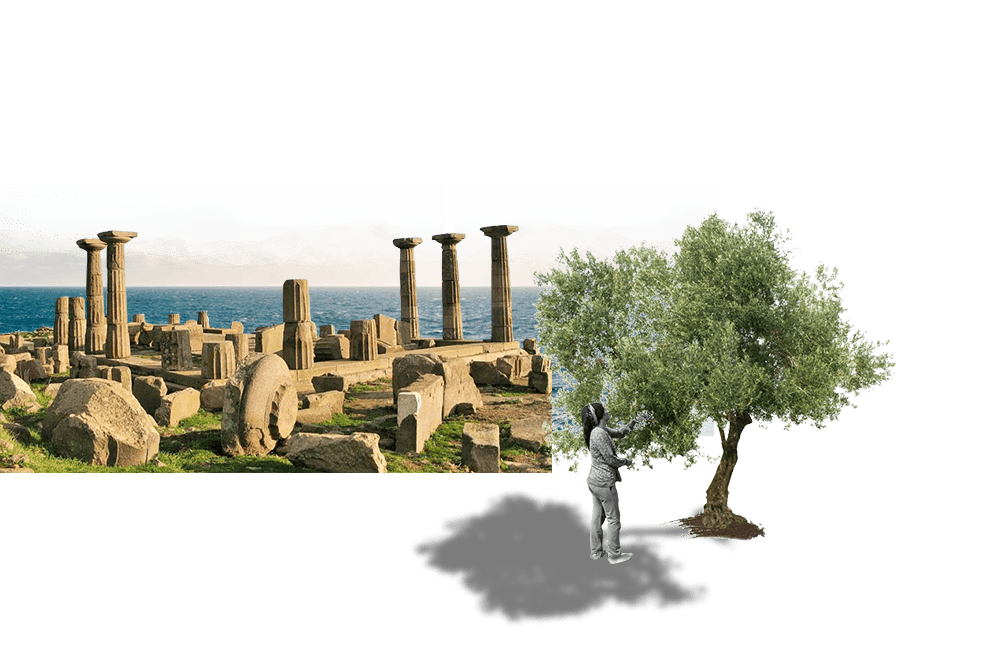 OliveOil