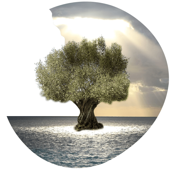 OliveOil
